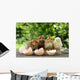 Small Chicks and Egg Wall Mural