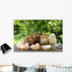 Small Chicks and Egg Wall Mural