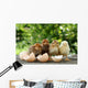 Small Chicks and Egg Wall Mural