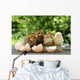 Small Chicks and Egg Wall Mural