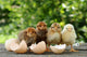 Small Chicks and Egg Wall Mural
