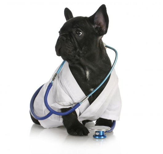 Veterinary Care Wall Decal