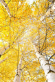 Autumn Trees with Yellowing