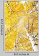 Autumn Trees with Yellowing