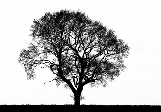 Tree Silhouette Wall Mural