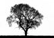 Tree Silhouette Wall Mural