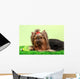 Beautiful Yorkshire Terrier
