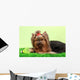 Beautiful Yorkshire Terrier
