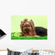 Beautiful Yorkshire Terrier