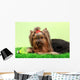 Beautiful Yorkshire Terrier