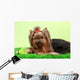 Beautiful Yorkshire Terrier
