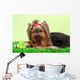 Beautiful Yorkshire Terrier