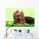 Beautiful Yorkshire Terrier