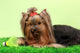 Beautiful Yorkshire Terrier