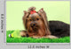 Beautiful Yorkshire Terrier