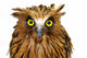 ish Owl Wall Decal