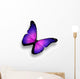 Violet Butterfly White