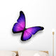 Violet Butterfly White