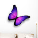 Violet Butterfly White