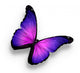 Violet Butterfly White