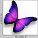 Violet Butterfly White
