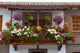 Gran Canaria Teror Flower
