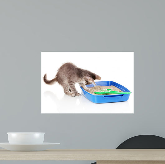Small Gray Kitten Blue Wall Decal