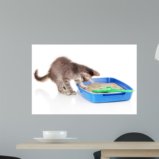 Small Gray Kitten Blue Wall Decal