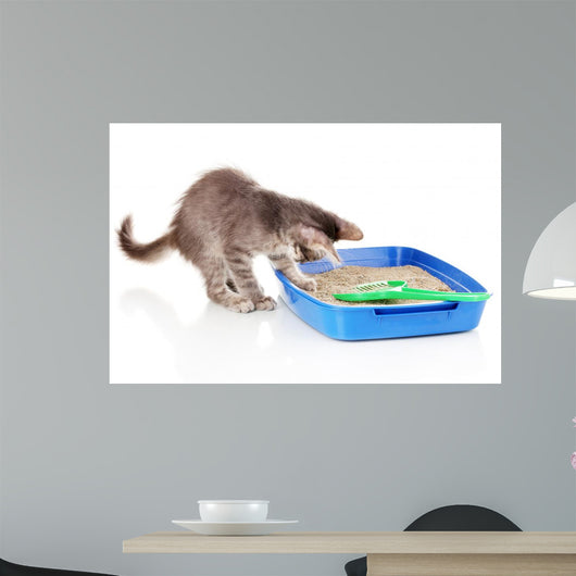 Small Gray Kitten Blue Wall Decal