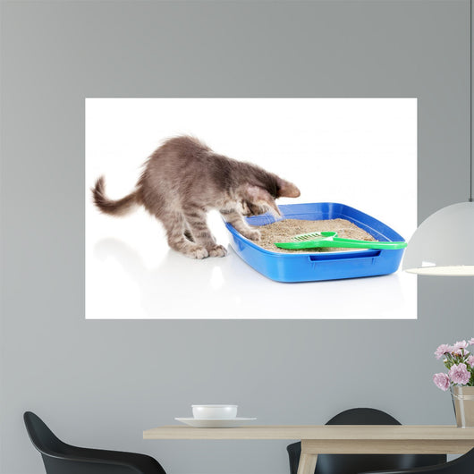 Small Gray Kitten Blue Wall Decal
