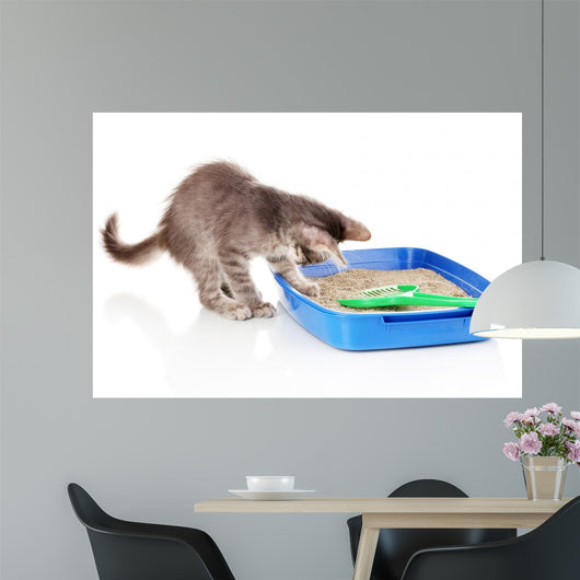 Small Gray Kitten Blue Wall Decal