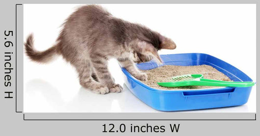 Small Gray Kitten Blue Wall Decal
