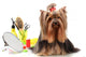 Yorkshire Terrier with Combs and Scissors Wall Decal