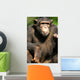 Chimpanzee Wall Mural