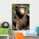 Chimpanzee Wall Mural