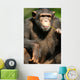 Chimpanzee Wall Mural