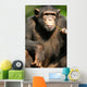 Chimpanzee Wall Mural