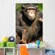 Chimpanzee Wall Mural