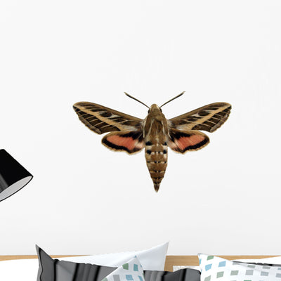 Hawkmoth Wall Decal shown on a wall