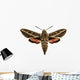 Hawkmoth Wall Decal