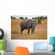 African Elephant Wall Mural