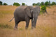 African Elephant Wall Mural