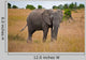 African Elephant Wall Mural