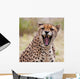 Cheetah 3