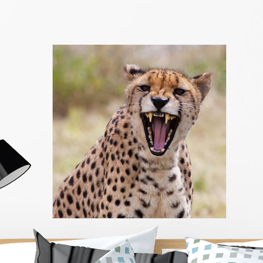Cheetah 3