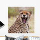 Cheetah 3