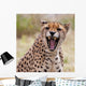 Cheetah 3