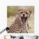 Cheetah 3