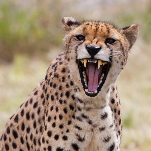 Cheetah 3