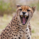 Cheetah 3